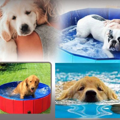 PISCINE POUR ANIMAUX / PET POOLᵀᴹ - Les Coups de Coeurs Canins